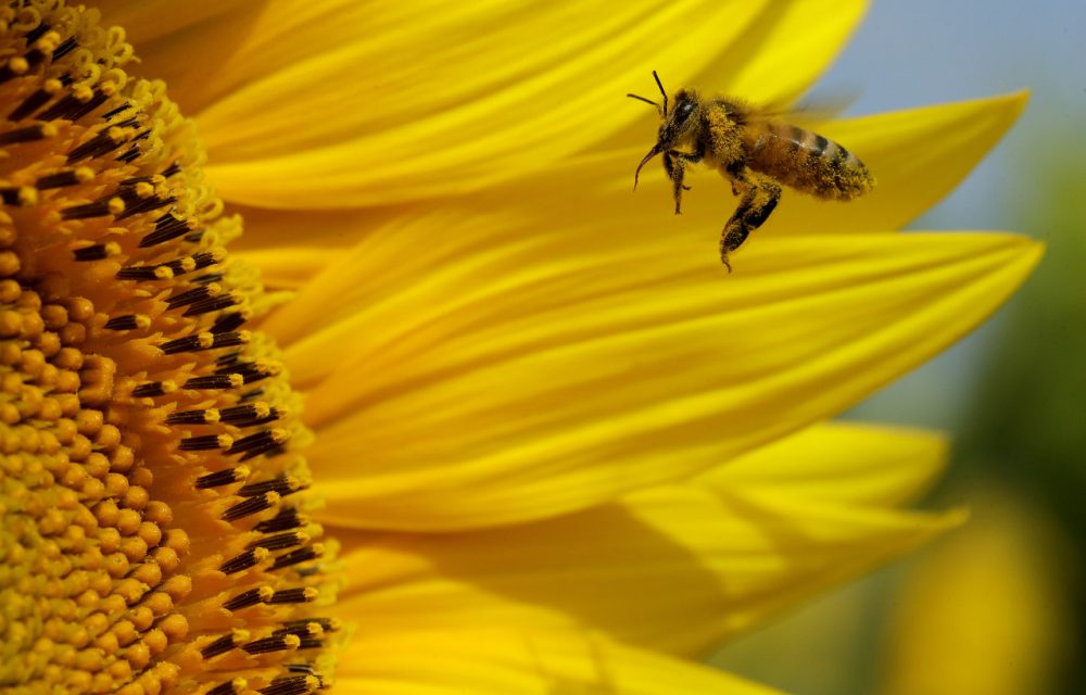 A bee collects pollen in a sunflower field, Monday, Sept. 1, 2014, near Lawrence, Kan. (Charlie Riedel/AP)
