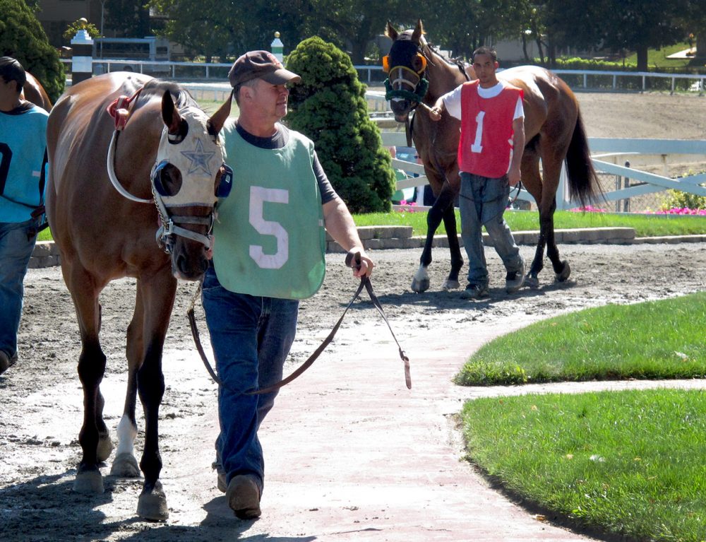 Horses were warmed up around the walking ring at Suffolk Downs on September 17, 2014. It was the first day of horse racing after the Massachusetts Gaming Commission dealt a blow to the 79-year-old thoroughbred track by not approving a casino proposal in Revere.(Zeninjor Enwemeka/WBUR)