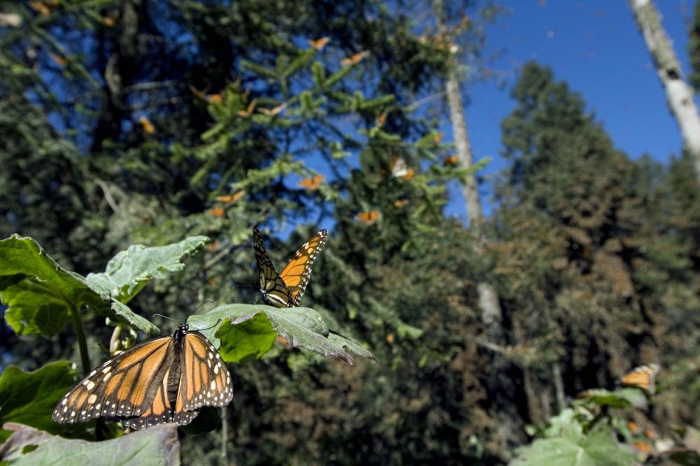 Monarch butterflies are pictured on December 10, 2008, at the Sierra del Chincua sancturay in Angangueo, in the Mexican state of Michoacan. (Mario Vazquez/AFP/Getty Images)
