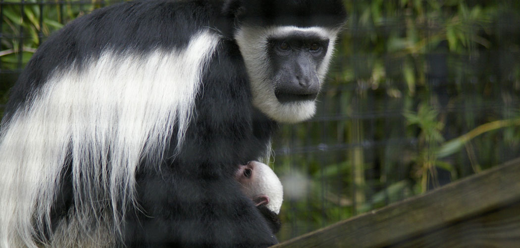 The new baby Eastern black-and-white colobus monkey at the Stone Zoo. (Dayle Sullivan-Taylor)