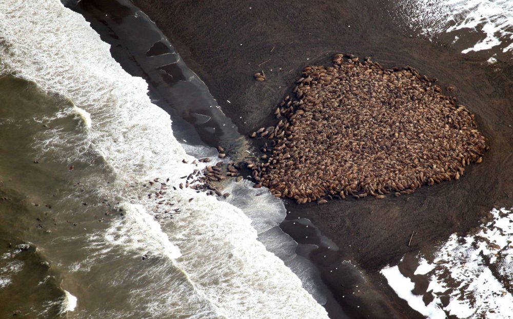 In this aerial photo taken on Sept. 23, 2014 and released by NOAA, some 1,500 walrus are gather on the northwest coast of Alaska. Pacific walrus looking for places to rest in the absence of sea ice are coming to shore in record numbers, according to NOAA. (Corey Accardo/NOAA via AP)