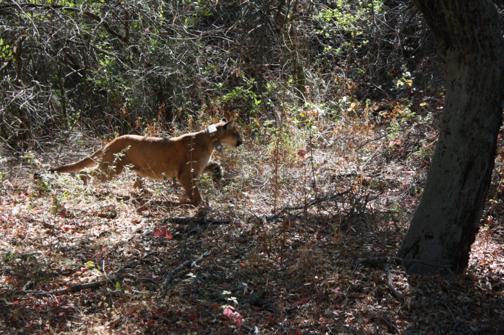 A mountain lion monitored by the National Park Service in the Santa Monica Mountains. (National Park Service/Flickr)