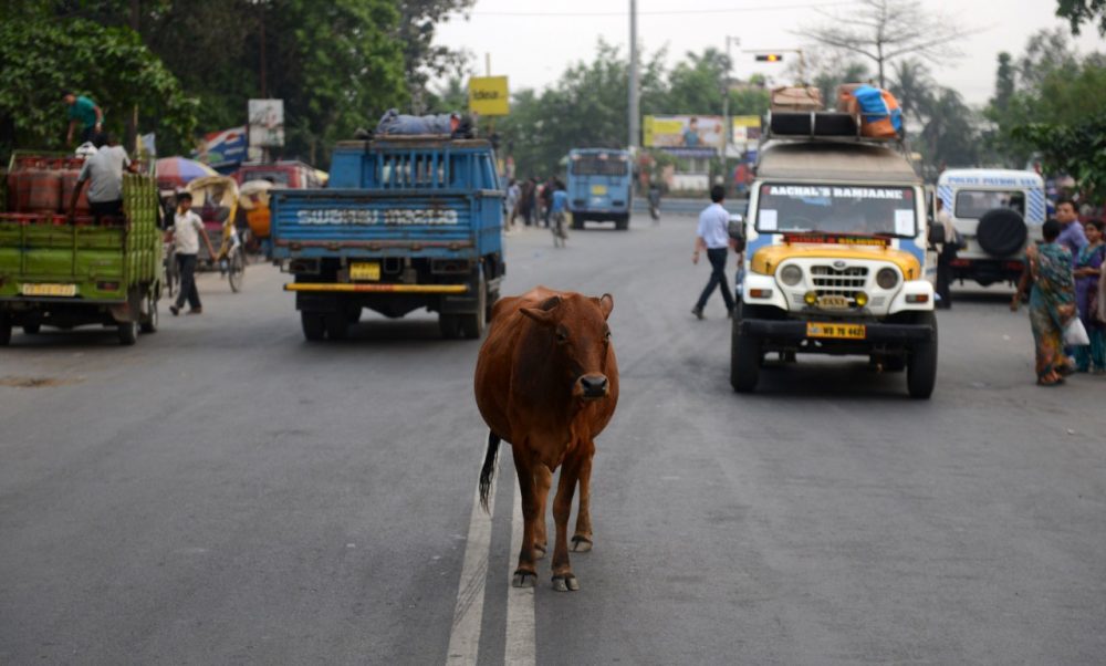 A cow stands between vehicles passing along National Highway NH-55 in Siliguri in India on April 4, 2014. (Diptendu Dutta/AFP/Getty Images)