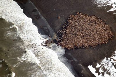 In a surprising gathering, more than 35,000 walruses came ashore in northwest Alaska. The walruses normally rest on sea ice, but melting ice packs lead the pod to land. (AP)