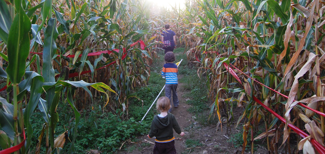 Marini Farm's corn maze in Ipswich. (Greg Cook)