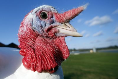 A 40-pound tom turkey looks out at Raymond's Turkey Farm in Methuen, Mass., Friday, Nov. 21, 2014. The farm raises approximately 20,000 Broad Breasted White Holland turkeys per year. (AP)