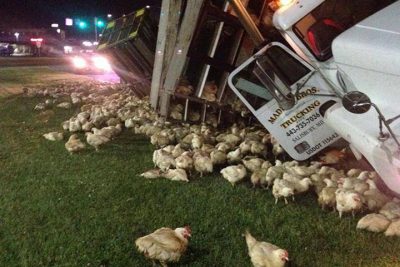 This Thursday, Aug. 14, 2014 photo made available by the City of Dover Police Department shows chickens standing next to a truck which fell on its side in Dover, Del.  (AP)