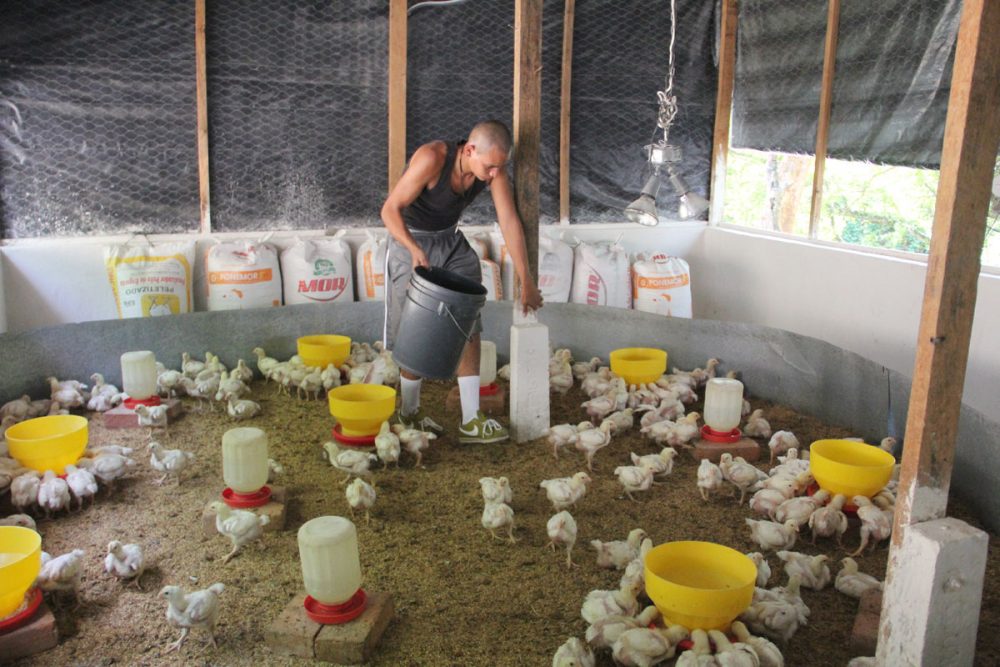 One of Marvin Gonzalez’s gang members feeds chickens on a farm in Ilopango. (Shannon Dooling/WBUR)