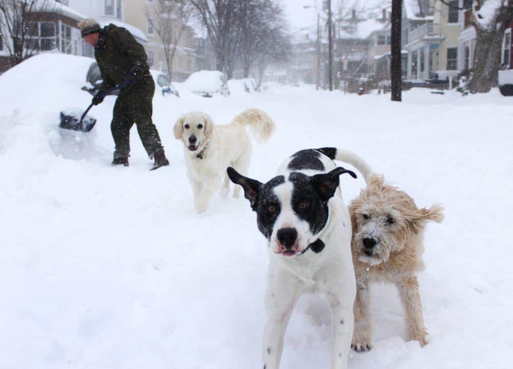 Somerville dogs enjoy the snow. (Jesse Costa/WBUR)