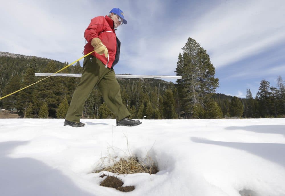 Frank Gehrke, chief of California Cooperative Snow Surveys Program for the Department of Water Resources, walks past some weeds emerging from the snow pack as he conducts the second snow survey of the season at Echo Summit, Calif., Thursday, Jan. 29,  2015. The survey showed the snow pack to to be 7.1 inches deep with a water content of 2.3 inches, which is 12 percent of normal for this site at this time of year. In a normal year this location is usually covered in several feet of snow. (Rich Pedroncelli/AP)