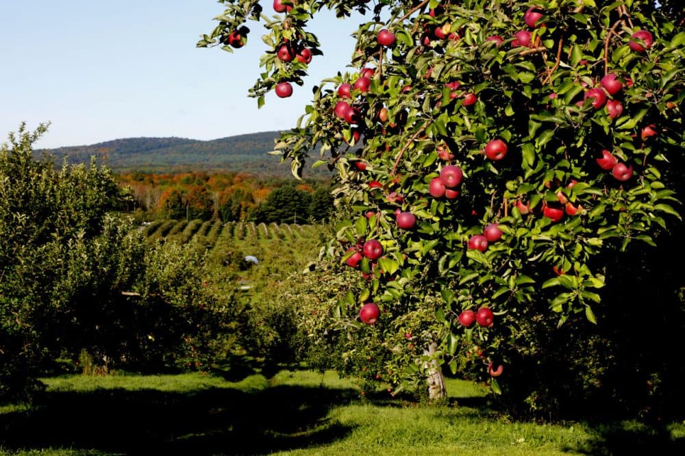 Farmers say it's too early to tell if this year's apple crop will be a success. (Massachusetts Office of Travel &amp; Tourism/Flickr)