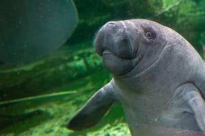 A baby manatee born on April 24, 2014, swims at the Zoo Parc of Beauval on July 19, 2014. (Guillaume Souvant/AFP/Getty Images)