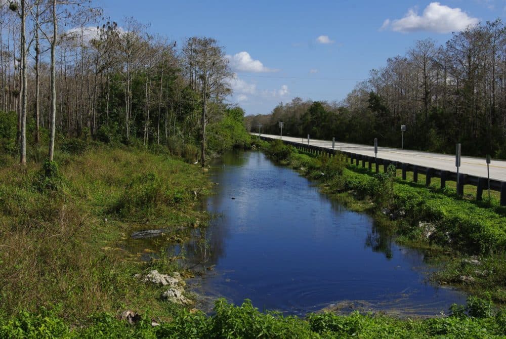 The Tamiami Trail runs from Napes to Miami, Florida, through the Everglades. A proposed bike path along the highway is drawing protests. (schimonski/Flickr)