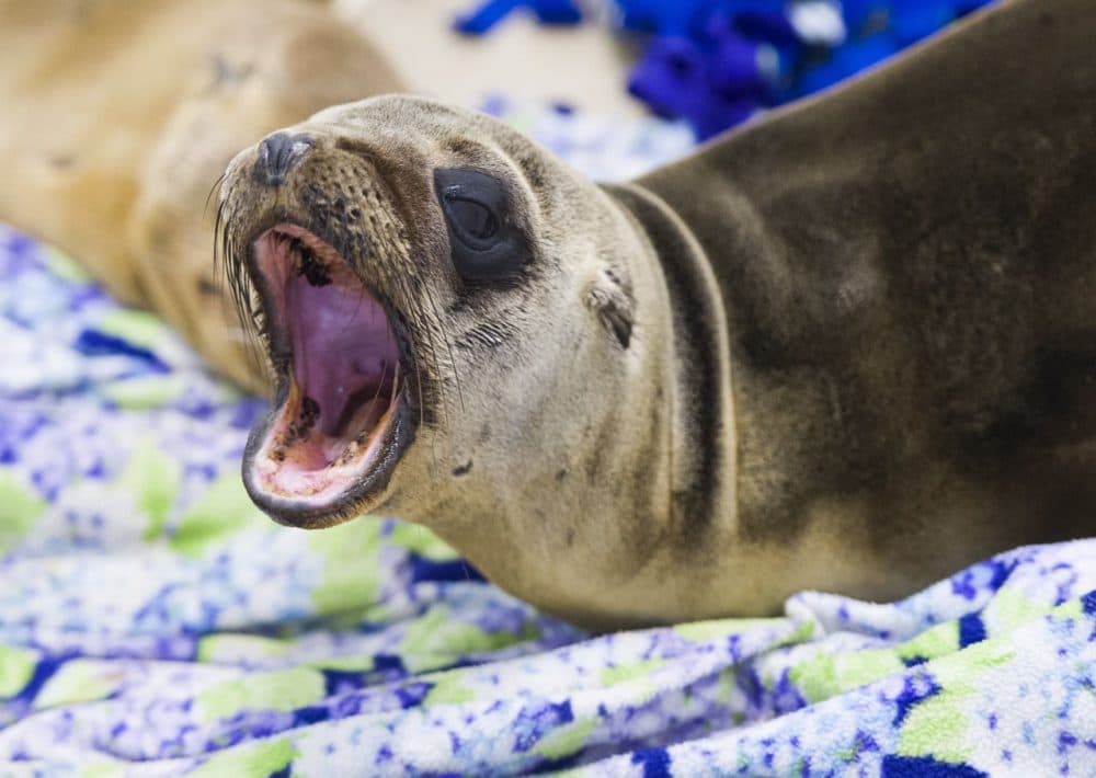 A rescued sea lion rests in a holding pen at the Pacific Marine Mammal Center in Laguna Beach, California, on March 30, 2015. Record numbers of starving baby sea lions continue to wash ashore in California and the problem has shown no sign of abating. According to the New York Times, experts suspect that unusually warm waters are causing food to become more scarce, causing the mother to leave their pups on their own while the mother hunts for food. Left on their own, the pups can not find food and become sick and emaciated, swimming to shore to prevent themselves from drowning. (Robyn Beck/AFP/Getty Images)