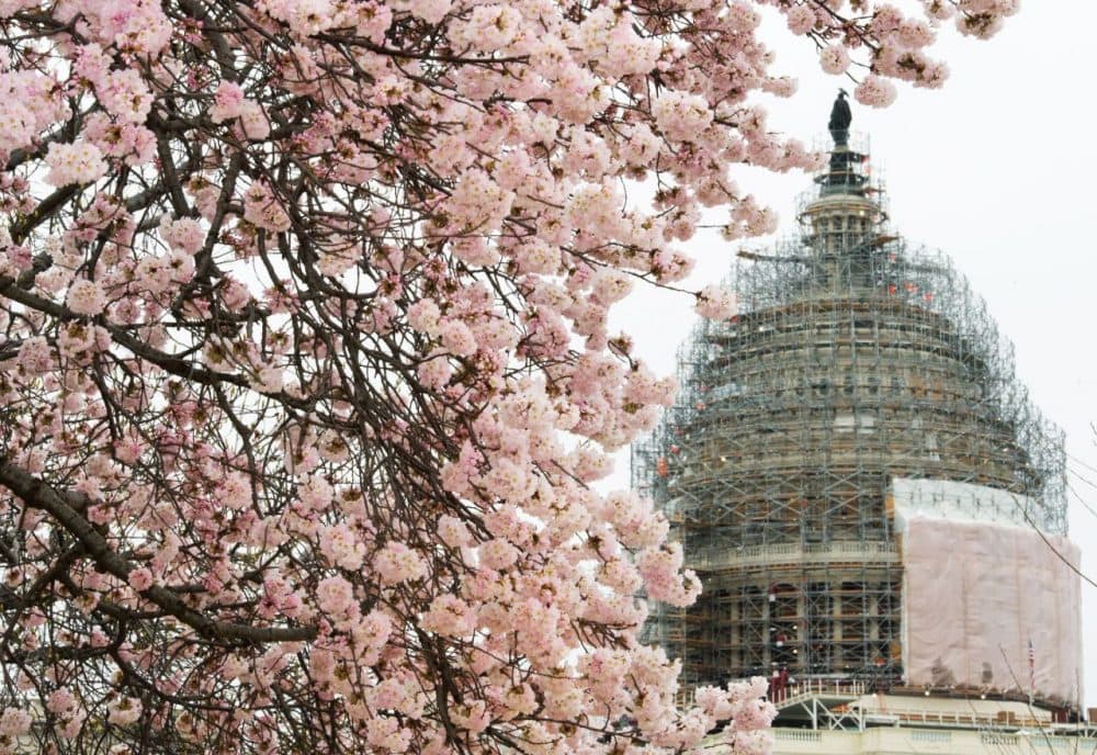 Cherry blossoms are seen on the U.S. Capitol grounds in Washington, D.C. on April 8, 2015. (Paul J. Richards/AFP/Getty Images)