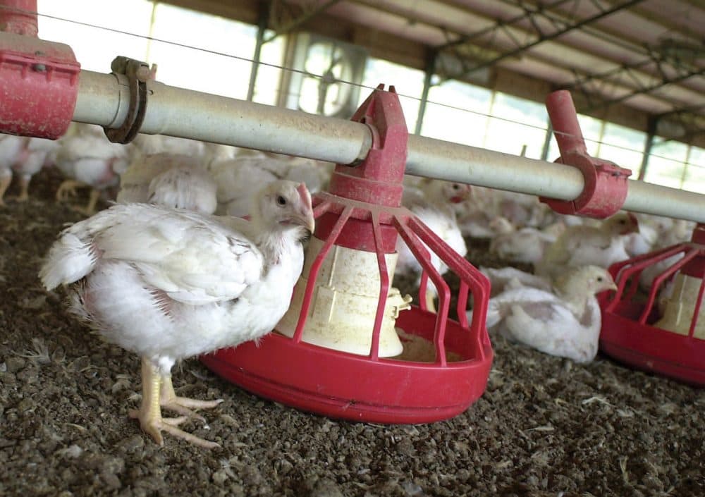 Chickens gather around a feeder in a Tyson Foods Inc. poultry house in rural Washington County, Arkansas on Thursday, June 19, 2003. (April L. Brown/AP)