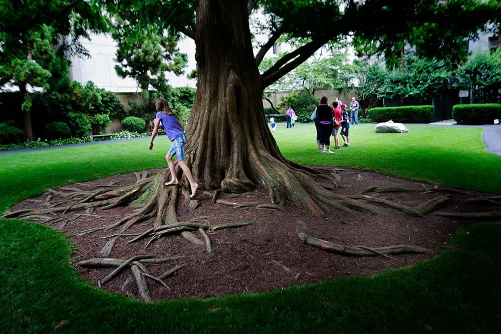 The Prouty Garden has won national acclaim. It has fountains, pine trees and birches, and a 65-foot dawn redwood tree, pictured here. (Jesse Costa/WBUR)