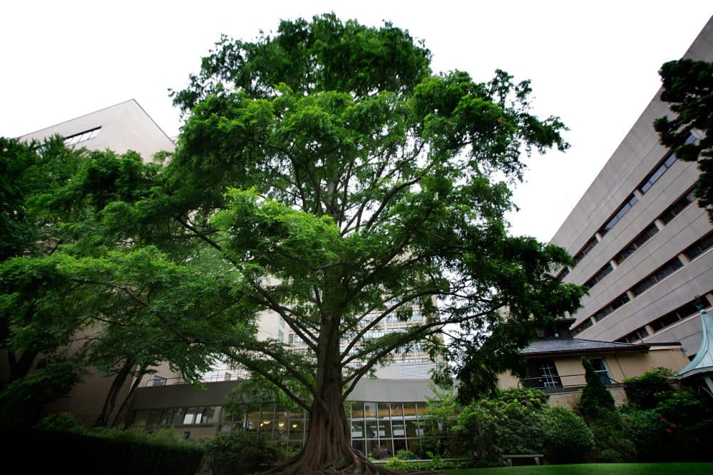A 65-foot dawn redwood tree slated for removal if the plans to build on the site of Prouty Garden proceed. (Jesse Costa/WBUR)