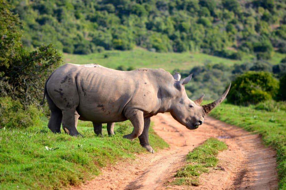 A rhino crosses a dirt road in South Africa. (colinthescot/Flickr)