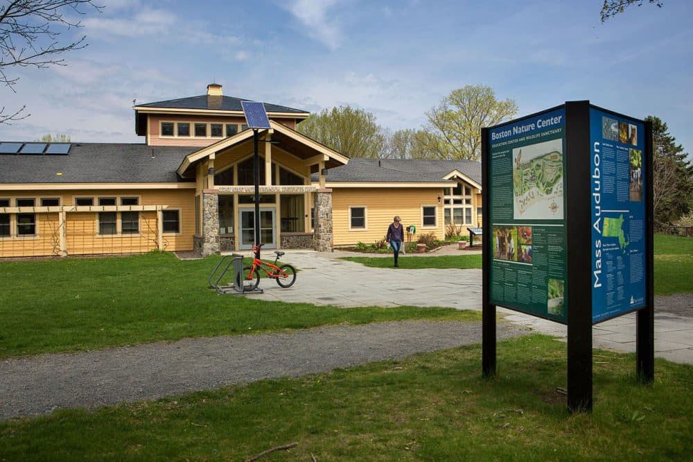The Boston Nature Center and Wildlife Sanctuary (Jesse Costa/WBUR)