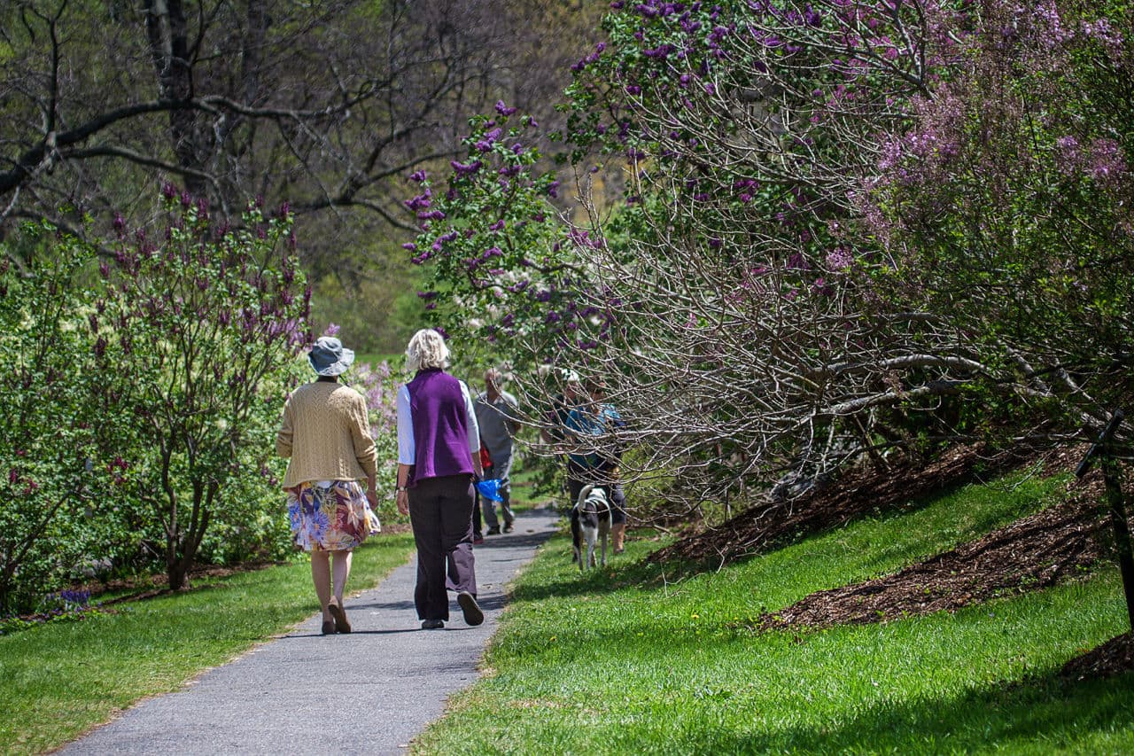 Two women walking down a path lined with lilac bushes at the Arnold Arboretum. (Jesse Costa/WBUR)