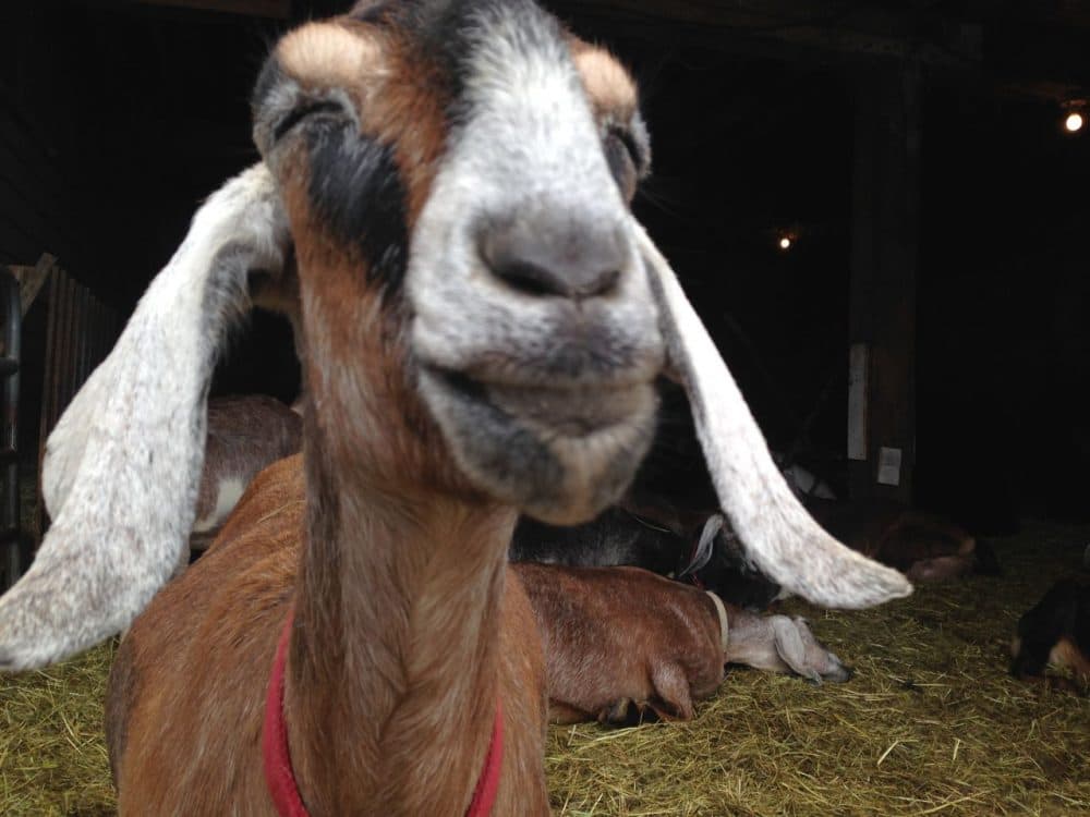 One of the many goats at Valley View Farmstead Cheeses. (Meghna Chakrabarti/WBUR)