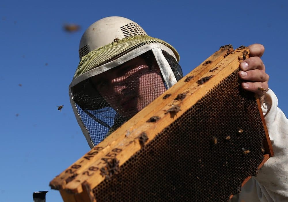 Jordan Erickson with Gene Brandi Apiaries inspects a bee hive on September 5, 2014 in Los Banos, California. (Justin Sullivan/Getty Images)