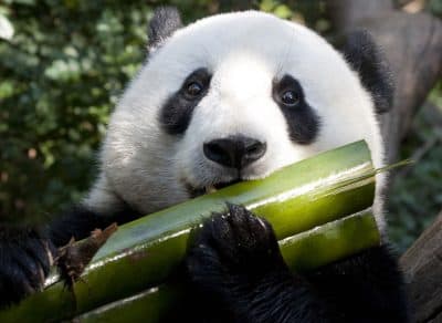 New research examining the genetics of panda waste shows they're not very good at being vegetarian, or digesting bamboo. (Nathan Rupert/Flickr)