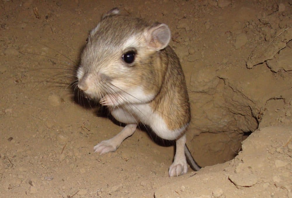 The giant kangaroo rat plays a big role in California’s ecosystem. (John Roser/University of California at Berkeley)
