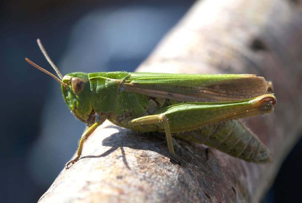 Grasshoppers, crickets, meal worms, oh my! (Howard Potts/flickr) 
