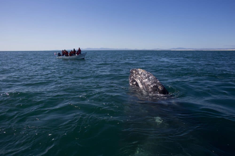 Visitors aboard a boat watch as a gray whale surfaces in the Pacific Ocean waters of the San Ignacio lagoon, near the town of Guerrero Negro, in Mexico's Baja California peninsula. Hunted to the edge of extinction in the 1850s after the discovery of the calving lagoons, and again in the early 1900s with the introduction of floating factories, the gray whale was given full protection in 1947 by the International Whaling Commission. (Dario Lopez-Mills/AP)