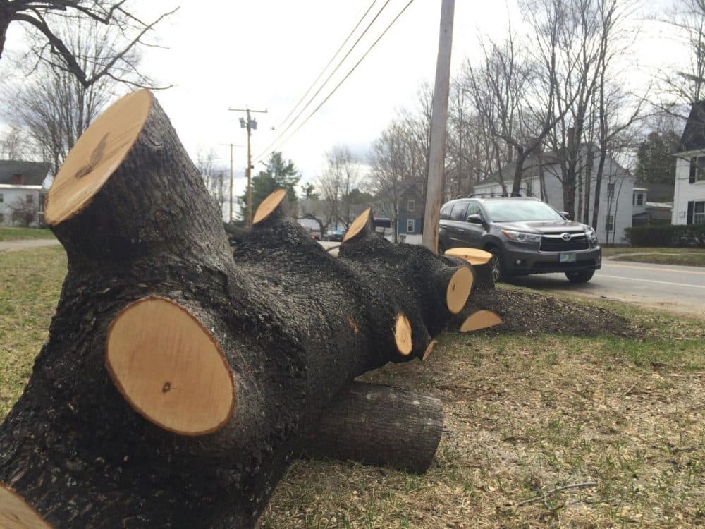 In Hopkinton, New Hampshire, more than a dozen trees that had grown up too close to power lines had to be removed. (Sam Evans-Brown/NHPR)
