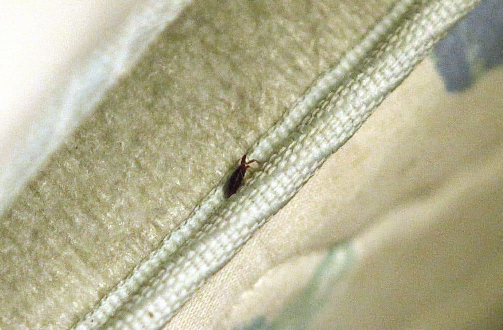 A bed bug is found in a mattress at the home of Delores Stewart, in Columbus, Ohio. (Terry Gilliam/AP)