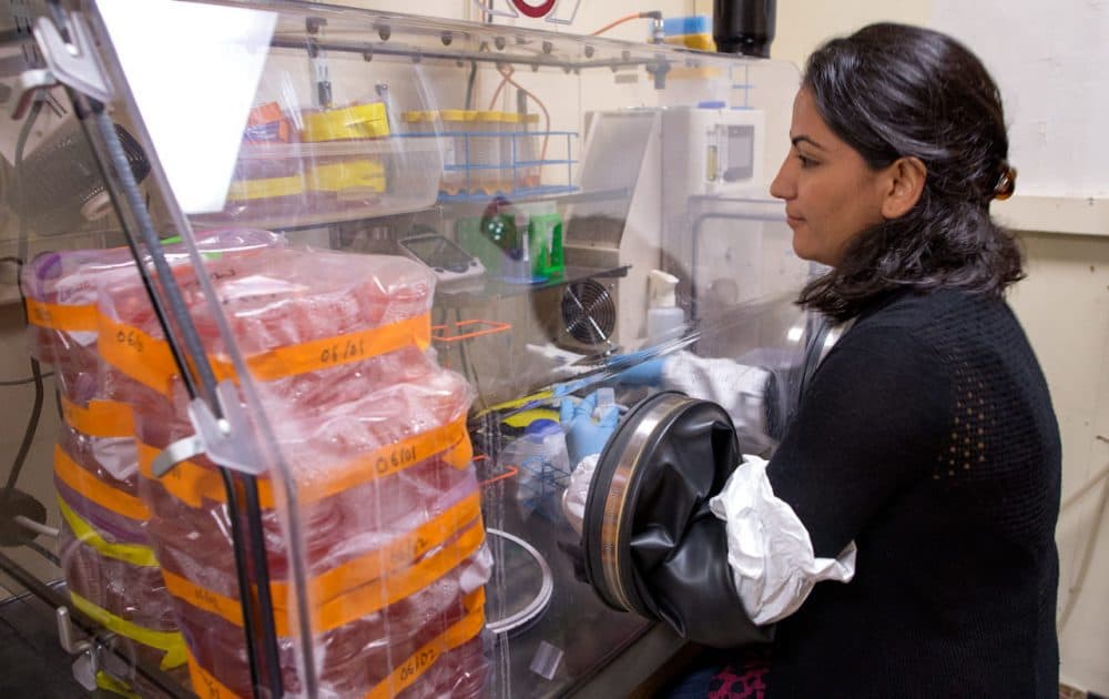 Northeastern graduate student Bijaya Sharma, who worked on recent Lyme disease experiments that may have found a new way to kill &quot;persister&quot; cells. 