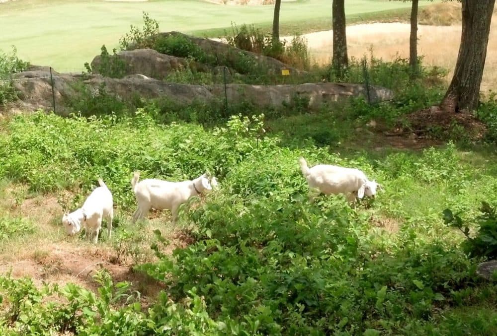 Goats make a meal out of landscaping at the Black Rock Golf Club in Hingham. (Courtesy of Jim Cormier/The Goatscaping Company)