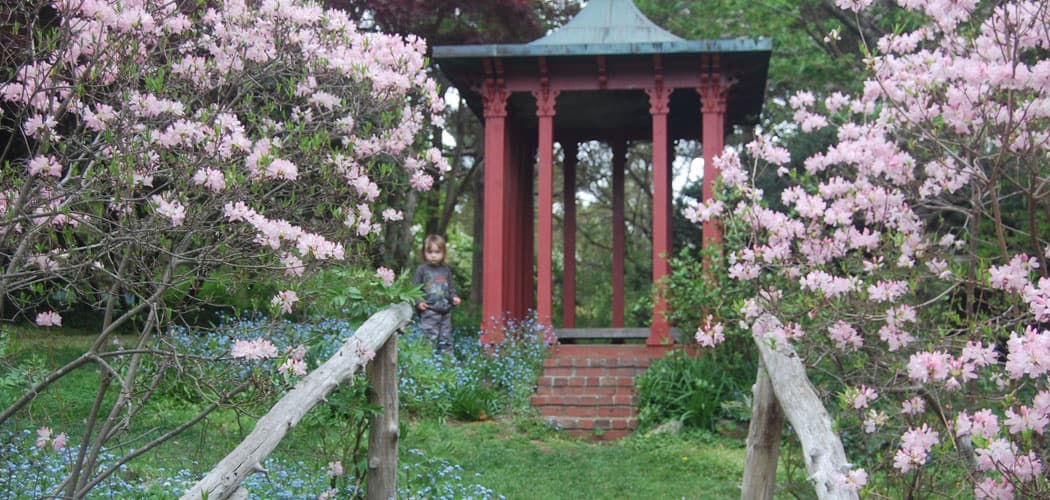 Pinkshell azaleas flank the log stairs and railings going up to the Chinese pagoda. Clouds of blue forget-me-nots hover along the ground. (Greg Cook)