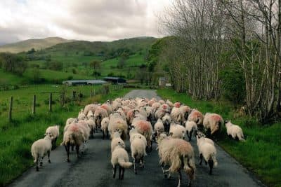 A flock of sheep move down the road  on James Rebanks' farm in Cumbria, England. (James Rebanks)