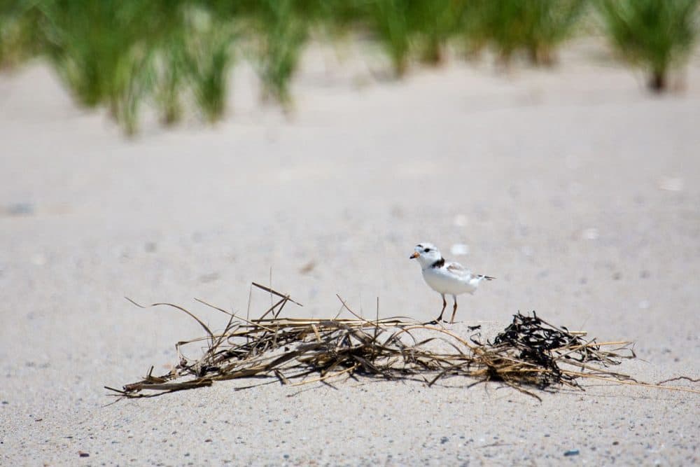The town of Orleans has a two-part plan to allow beachgoers and piping plovers to co-exist this summer. The plan involves a technique to alter the behavior of predators and a self-escorting program approved by the state and federal government to allow vehicles access to parts of the beach near the plovers.  (Jesse Costa/WBUR)