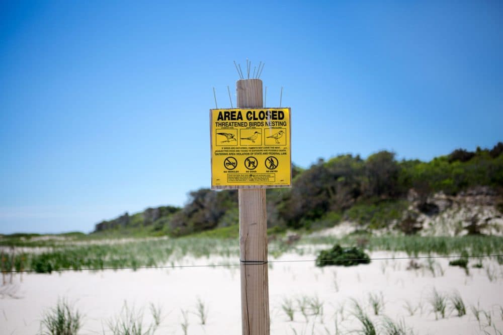 One of many signs town officials placed along Nauset Beach to inform visitors of the presence of nesting plovers, a federally protected species. (Jesse Costa/WBUR)