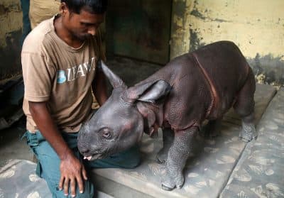 A nearly three-day-old male rhino calf found alone in the wilderness is rescued by the Kaziranga Forest staff and handed over to Centr for Wildlife Rehabilitation and Conservation (CWRC) (Subhamoy Bhattacharjee/IFAW-WTI)