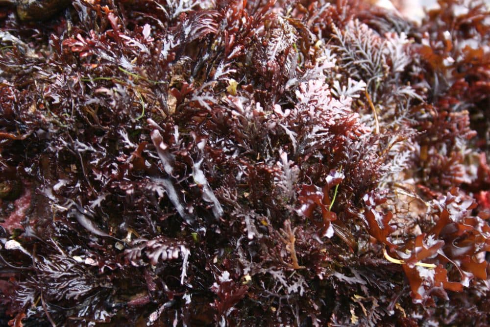 Dulse, a type of seaweed, has for centuries been harvested in the wild and used in northern European cuisine. (Akuppa/Flickr)