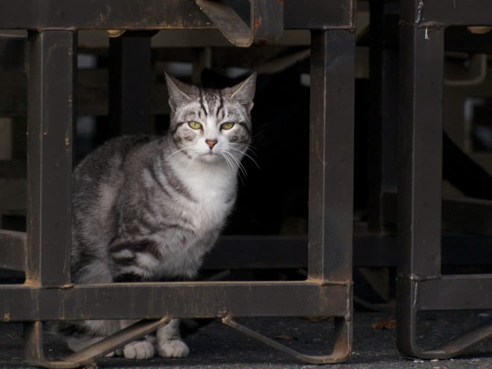 The Humane Society of the United States estimates that there are about 50 million feral cats in the U.S. (taylar/Flickr)