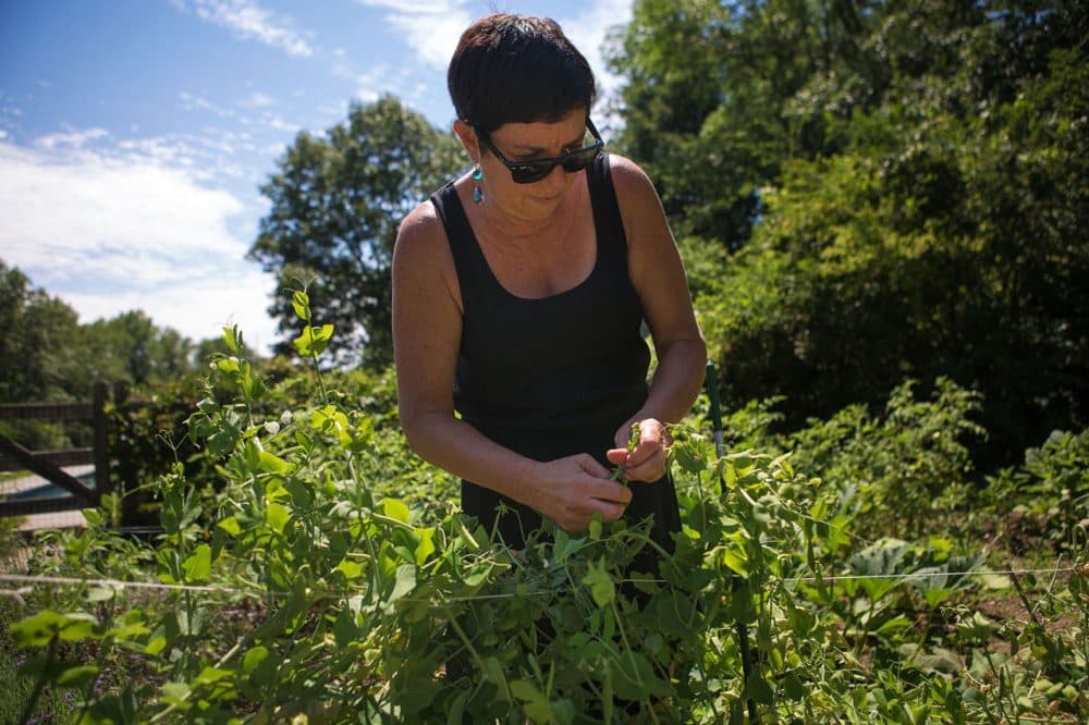 Kathy Gunst picks peas from her garden in Maine. (Jesse Costa/WBUR)
