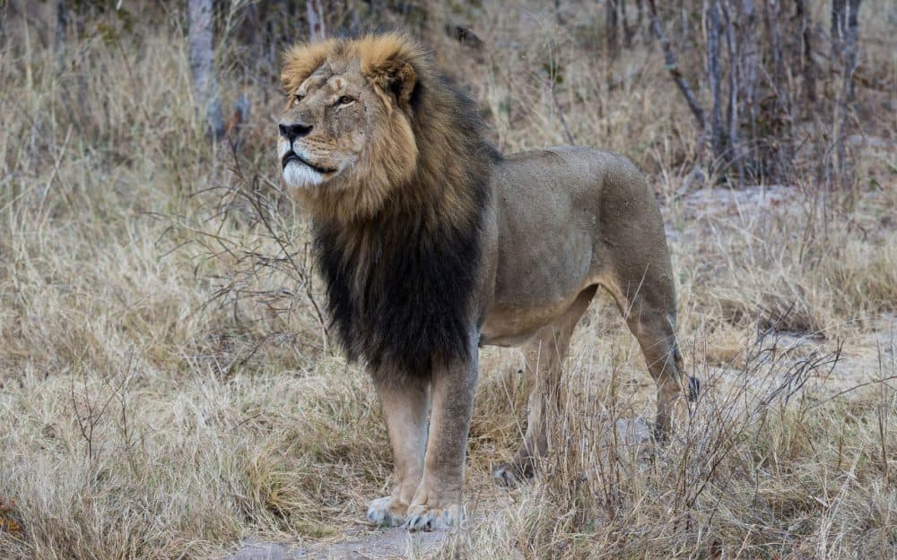 Cecil the lion is pictured in Hwange National Park in July 2014. (Vince O'Sullivan/Flickr)