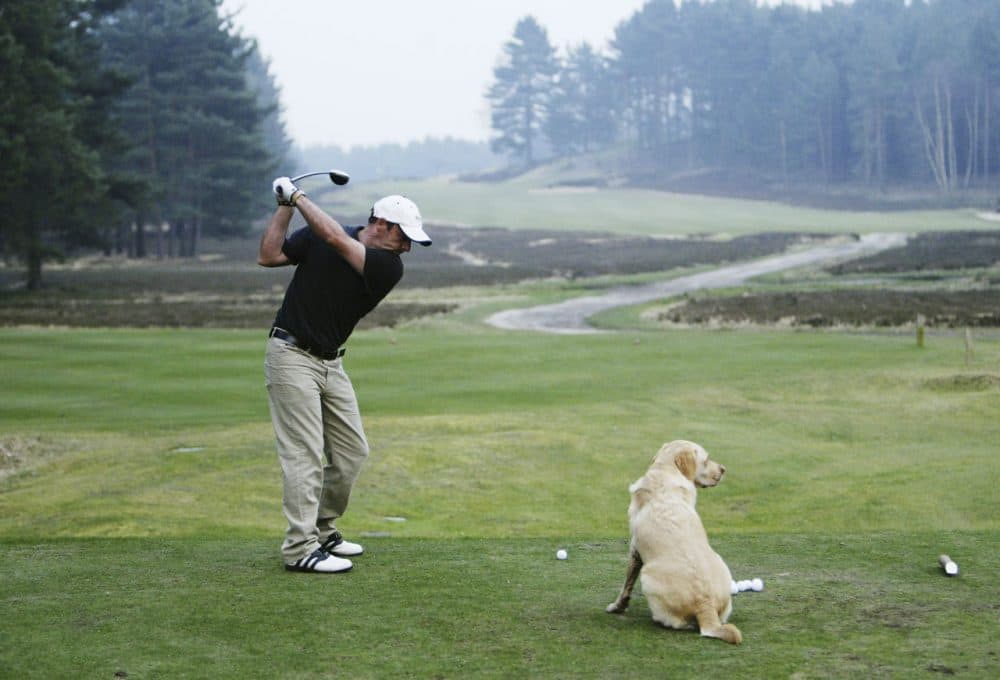 Dogs are welcome at the Sunningdale Golf Club and even help find lost golf balls. (Andrew Redington/Getty Images)