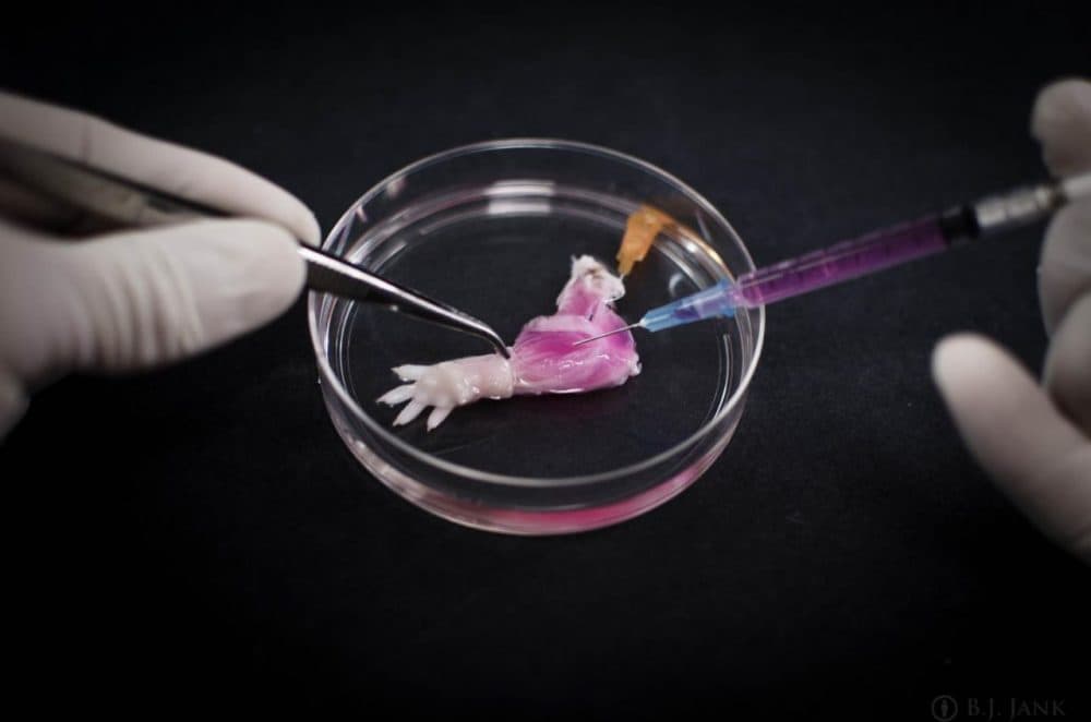 Researchers in the Ott Laboratory at the Massachusetts General Hospital stripped a rat limb of its cells, and then replaced them with new cells (Courtesy of the Ott Lab, MGH)