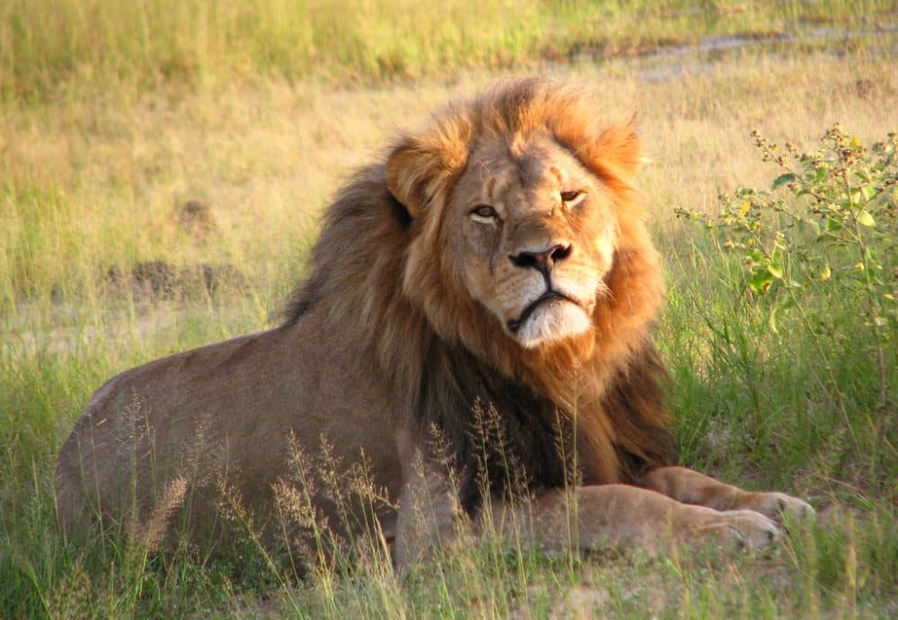 Cecil the lion is pictured in Hwange National Park, Zimbabwe, in 2010. (Daughter#3/Flickr)