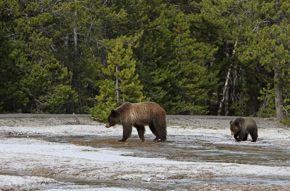 A grizzly sow and yearling walk near Daisy geyser in Yellowstone National Park. (yellowstonenps/Flickr)