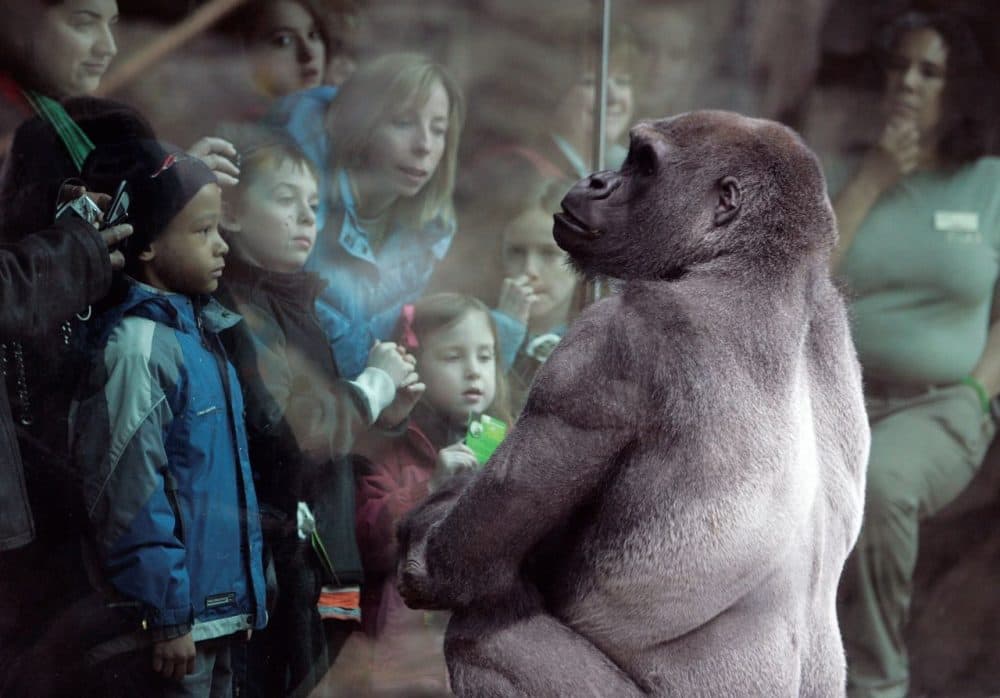 Little Joe, a western lowland gorilla, gazes back at visitors to the tropical rain forest exhibit at the Franklin Park Zoo in Boston in 2009. (Michael Dwyer/AP)