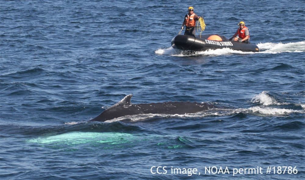 Responders frmo the Center for Costal Studies work to free an entagnled humpback whale. (Courtesy CCS, NOAA permit 18786)
